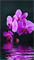 Инфракрасный электрический пленочный настенный обогреватель "Фиолетовое настроение" - фото 6222