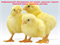 Обогреватель для цыплят 50х250 (обогрев для птенцов, обогреватель для поросят, кроликов) 250Вт - фото 6333